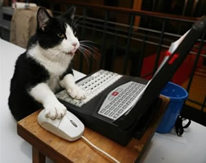 Cat sending email